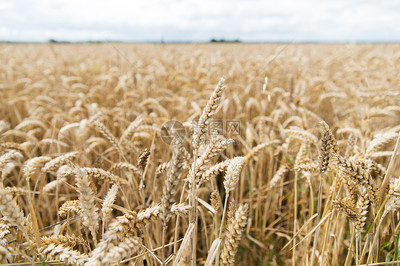农业农业谷物土地种植成熟小麦穗黑麦穗