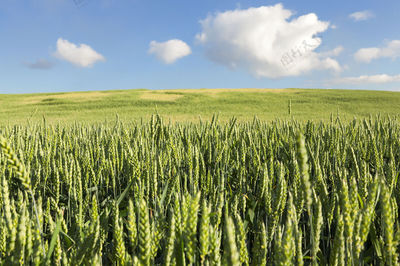 农业种植未成熟谷物的农田 小麦蓝背景是云的天空健康乡村卷图片素材-编号60019337-