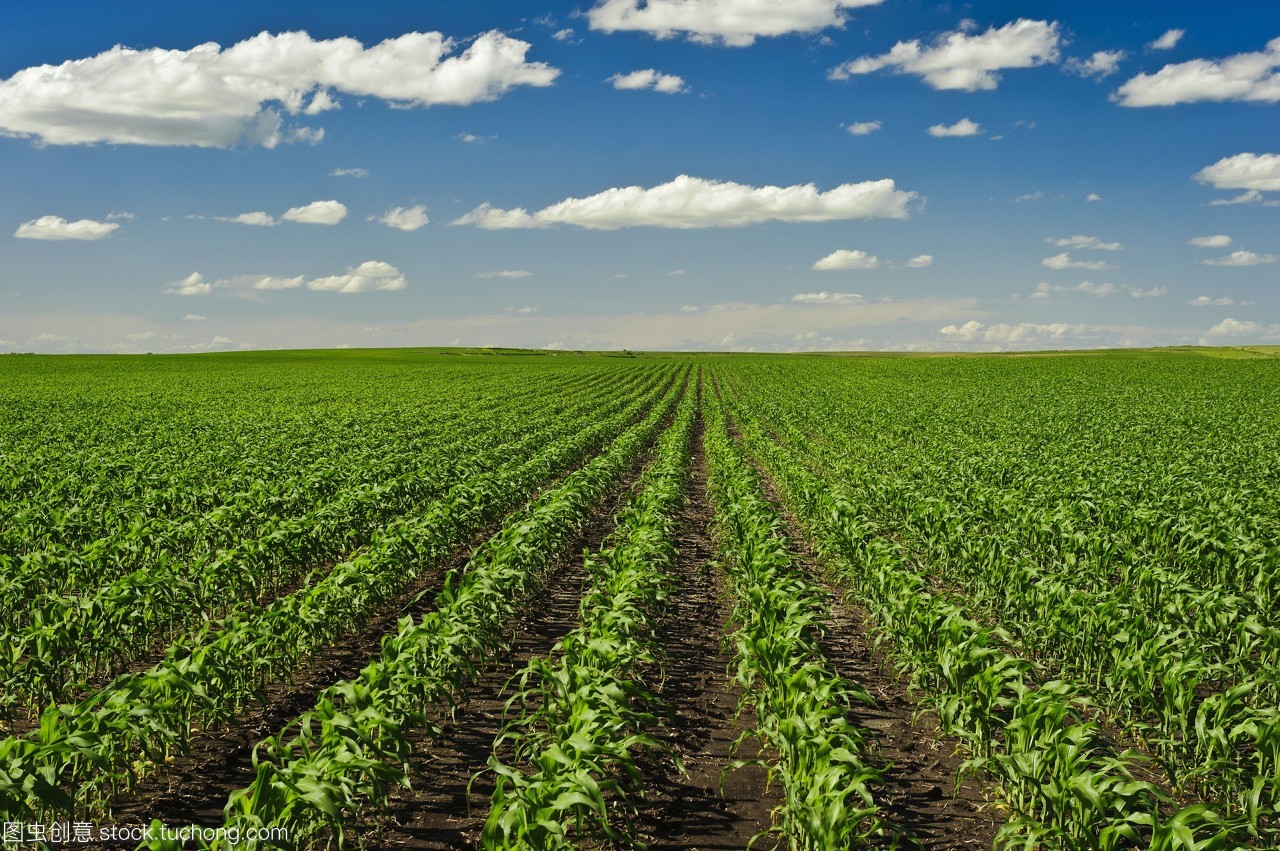 农业-美国爱荷华州中部的健康早期生长谷物种植场。
