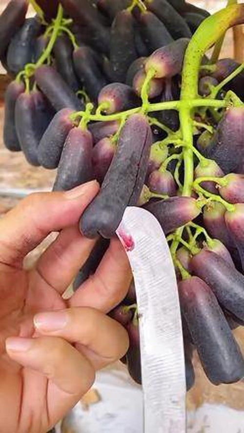 农业种植 绿色水果 葡萄苗种植 优质农产品 果树苗 葡萄苗