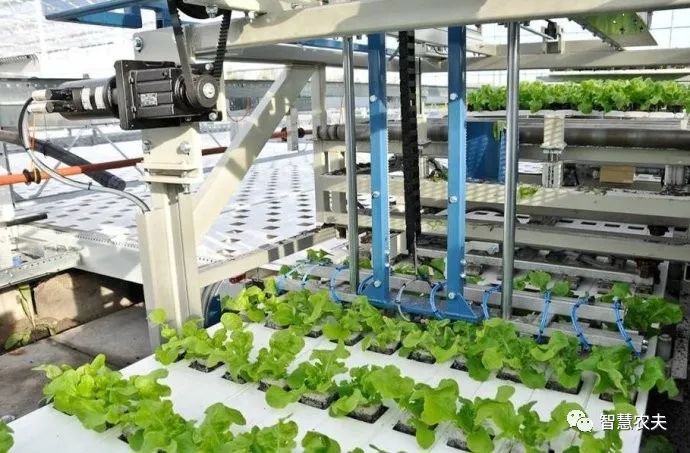 工厂造出「活」蔬菜|创公司|农产品|种植